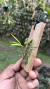 Acianthera saundersiana Lacre 19572 - comprar online