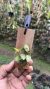 Acianthera saundersiana Lacre 19572 - Orquidário Aparecida