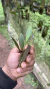 Acianthera oligantha