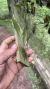 Acianthera oligantha na internet