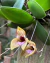 Pabstiella yauaperyensis Lacre 0116288