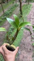 Dendrobium spectabile “Na casca de peroba” Lacre 0000006 - comprar online