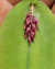 Acianthera prolífera Lacre 00000044