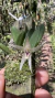 Octomeria estrellensis 0003904