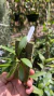 Imagem do Stelis ciliaris (média ) Lacre 0000050