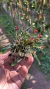 Christensonella juergensii (Touceira) Lacre 187301 - Orquidário Aparecida