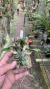 Sophronitis cernua var mineira Lacre 0001398 - comprar online