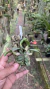 Imagem do Sophronitis cernua var mineira Lacre 0001398