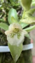 Sophronitis cernua var mineira e Lankesterella ceracifolia Lacre 0001397 - Orquidário Aparecida