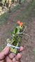 Sophronitis cernua var mineira e Lankesterella ceracifolia Lacre 0001397