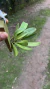 Stelis ciliaris (Touceira) Lacre 0001378 na internet