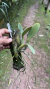 Cattleya mesquitae tipo Lacre 0001376 - loja online
