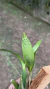 Imagem do Brassia tiger lilith “Preto e Amarelo”