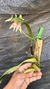 Imagem do Bulbophyllum guttulatum Lacre 00025