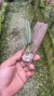 Grandiphyllum harrisonianum - loja online