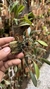 Pabstiella mirabilis "Na rolha de cortiça" na internet