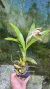 Imagem do Coelogyne lawrenceana Lacre 0000937