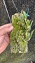 Laelia liliputana Lacre 187383 - loja online