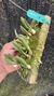 Laelia liliputana Lacre 187383 - comprar online