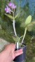 Imagem do Cattleya amethystoglossa Lacre 0000936