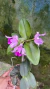 Cattleya amethystoglossa Lacre 0000934 - loja online
