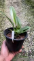 Bulbophyllum carunculatum Lacre 0000935 - Orquidário Aparecida