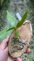 Coelogyne chloroptera Lacre 0000924 - comprar online
