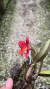 Cattleya Oronoguet Lacre 0000925 - loja online