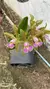 Cattleya schilleriana semi alba Lacre 185405 - comprar online