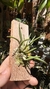 Bulbophyllum epiphytum - Orquidário Aparecida