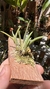 Bulbophyllum epiphytum na internet