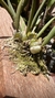 Bulbophyllum epiphytum - comprar online