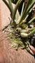 Bulbophyllum epiphytum