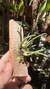 Imagem do Bulbophyllum epiphytum