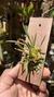 Bulbophyllum epiphytum - loja online