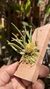 Bulbophyllum epiphytum - comprar online