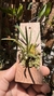 Bulbophyllum epiphytum na internet