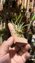 Imagem do Bulbophyllum epiphytum