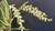 Bulbophyllum epiphytum