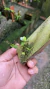 Pabstiella sórdida - Orquidário Aparecida