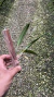 Imagem do Bulbophyllum frostii x Bulbophyllum bicolor