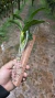 Dendrobium densiflorum - Orquidário Aparecida