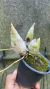 Catasetum fredclarkeara after dark Lacre 037563 na internet