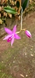 Laelia anceps - comprar online
