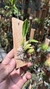 Gomesa gracilis - comprar online