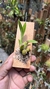 Gomesa gracilis - comprar online