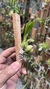 Gomesa gracilis - loja online