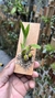 Gomesa gracilis - Orquidário Aparecida