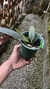 Bulbophyllum frostii x Bulbophyllum bicolor Lacre 00024