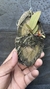 Trichocentrum fuscum X Trichocentrum nanum - comprar online